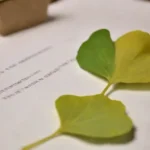 Imagen de hojas de ginkgo junto a documentos de investigación y un diagrama de cerebro.