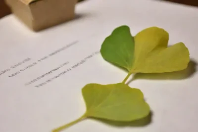 Imagen de hojas de ginkgo junto a documentos de investigación y un diagrama de cerebro.
