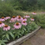 Hay gargarismos de echinacea que puedan fortalecer el sistema