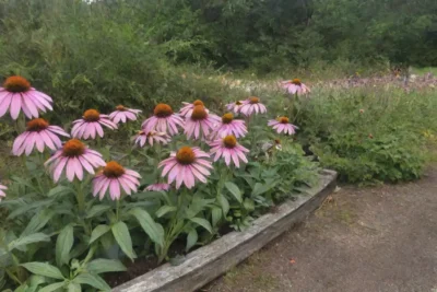 Un jardín vibrante de flores de equinácea y naturaleza en plena belleza