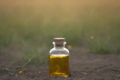 Diente de león en un campo
