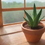 Es difícil cultivar aloe vera en interiores y exteriores