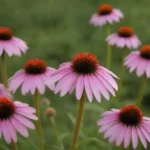 Plantas de equinácea cultivadas en casa exhibidas junto con remedios herbarios.