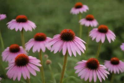 Plantas de equinácea cultivadas en casa exhibidas junto con remedios herbarios.