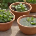 Pueden las plantas antimicrobianas mejorar la salud bucal