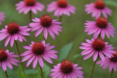Flores Monarda dispuestas en un entorno terapéutico