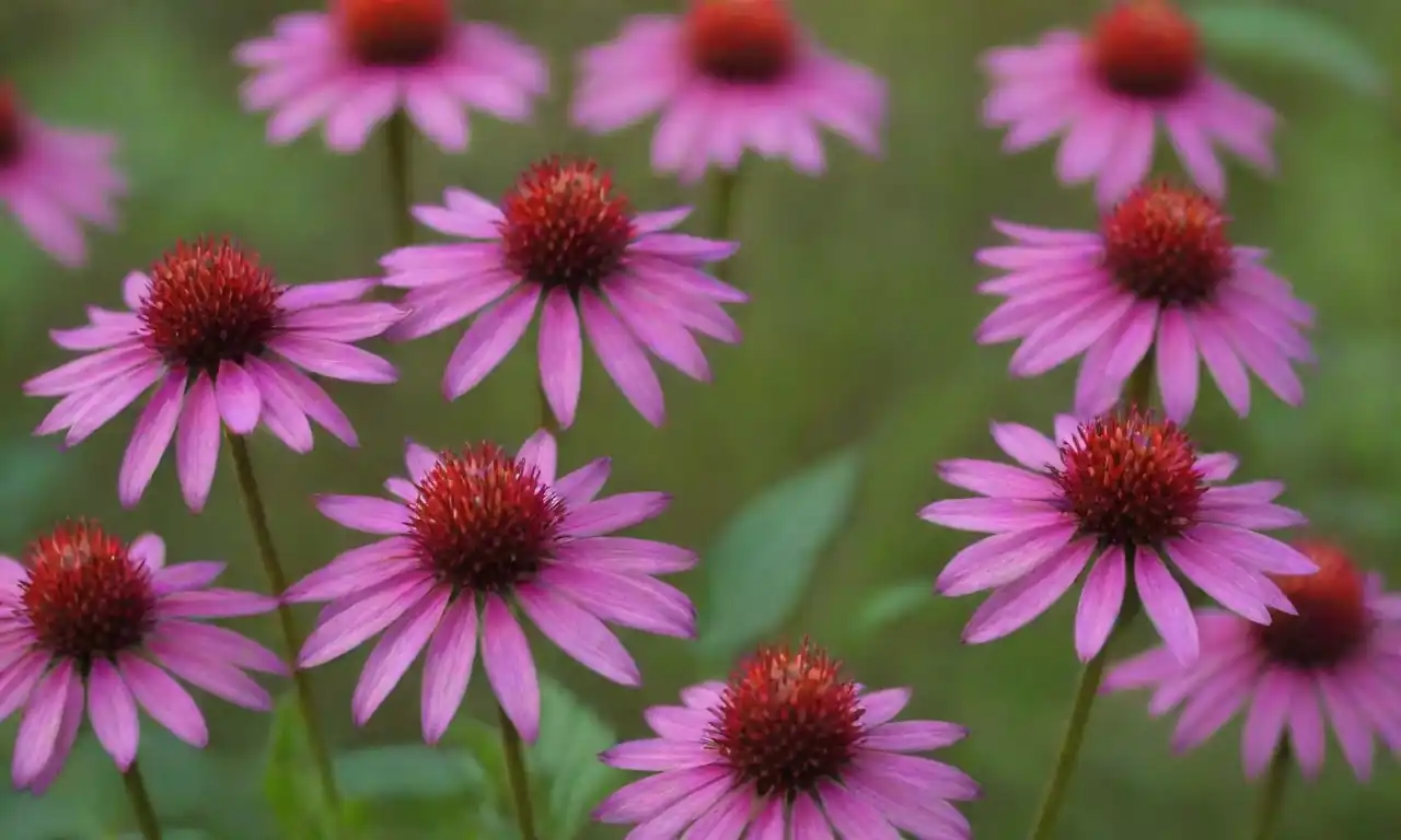 Flores Monarda dispuestas en un entorno terapéutico