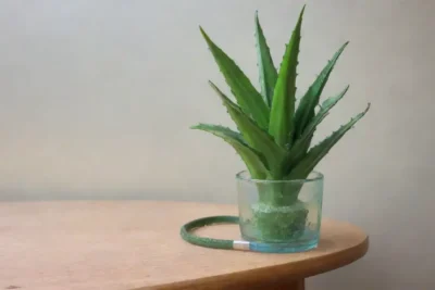 Una planta de aloe vera verde brilla junto a un vaso de jugo y un estetoscopio