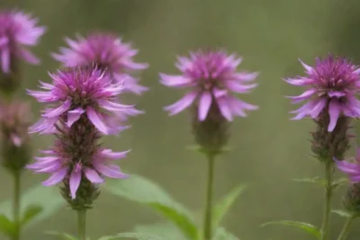 Flores Monarda y hierbas exhibidas junto a un gráfico de niveles hormonales y beneficios para la salud.