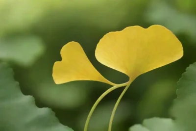 hojas Ginkgo biloba mostradas junto con suplementos y un vibrante fondo verde.