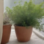 Puede la valeriana ayudar con la inflamación y el dolor