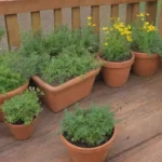 Cómo crear un jardín de hierbas medicinales en tu balcón