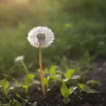 Una planta de león que muestra sus hojas