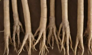 Comparación lado a lado de las raíces de ginseng siberiano y coreano con etiquetas destacando sus beneficios y usos.