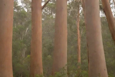 Eucaliptos árboles yuxtapuestos con ecosistemas prósperos y luchadores.