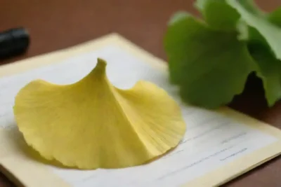Cierre de hojas de ginkgo biloba junto con notas de investigación y suplementos herbales.