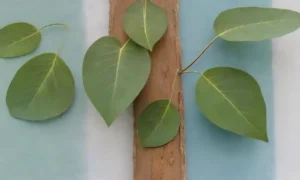 Un jardín sereno de eucaliptos evoca paz y belleza natural