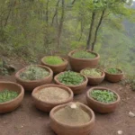Cómo se integran las plantas en la medicina de los pueblos autóctonos