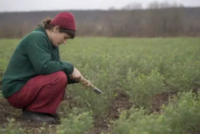 Una persona que cuida de las plantas de Pimpinela bajo clima duro
