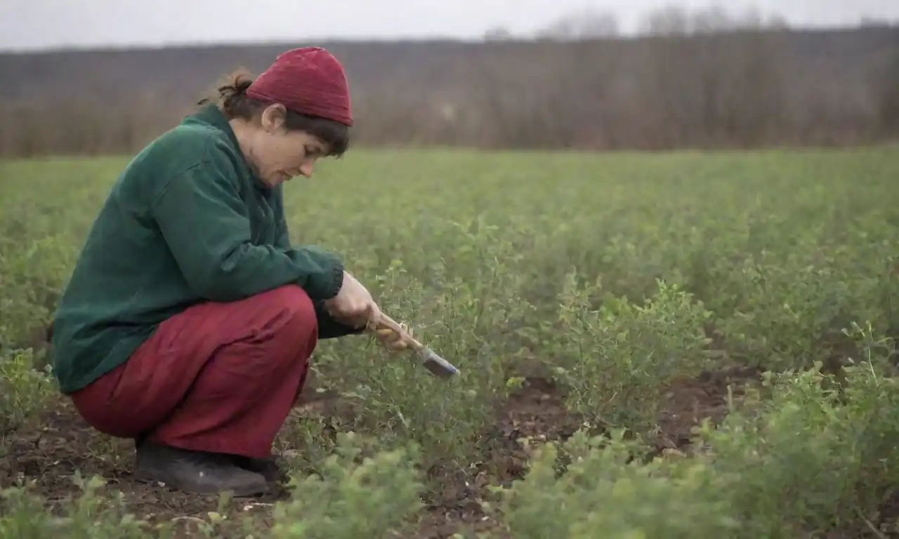 Una persona que cuida de las plantas de Pimpinela bajo clima duro