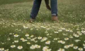 Campo de plantas de manzanilla con un granjero que mide la zona.