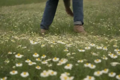 Campo de plantas de manzanilla con un granjero que mide la zona.
