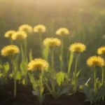 Tierra rica y bien removida con buena luz solar para cultivar leones.