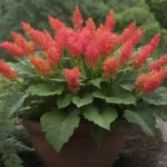 Una planta de Pimpinela vibrante que se muestra en un entorno de jardín bien mantenido.